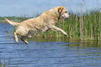 jumping Labrador Retriever