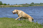 walking Labrador Retriever