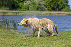 standing Labrador Retriever