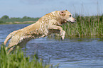 jumping Labrador Retriever