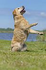 sitting Labrador Retriever