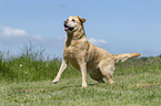 playing Labrador Retriever