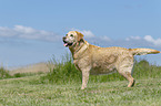 standing Labrador Retriever