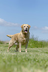 standing Labrador Retriever