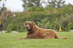 lying Labrador Retriever