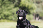 Labrador Retriever Portrait
