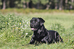 Labrador Retriever lies on meadow