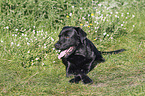 Labrador Retriever lies on meadow