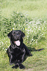 Labrador Retriever lies on meadow