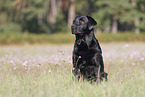 sitting Labrador Retriever
