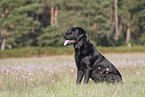 sitting Labrador Retriever