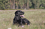 Labrador Retriever lies on meadow