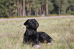 Labrador Retriever lies on meadow
