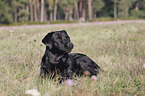 Labrador Retriever lies on meadow