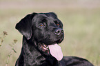 Labrador Retriever Portrait