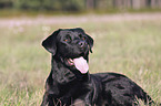 Labrador Retriever lies on meadow