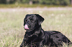 Labrador Retriever lies on meadow