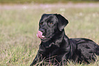 Labrador Retriever lies on meadow