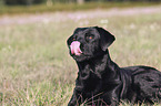 Labrador Retriever Portrait