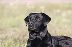 Labrador Retriever Portrait