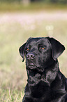 Labrador Retriever Portrait