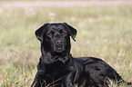 Labrador Retriever lies on meadow