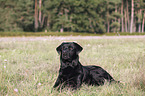 Labrador Retriever lies on meadow