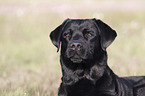 Labrador Retriever Portrait