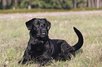 Labrador Retriever lies on meadow