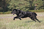 running Labrador Retriever