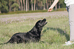 woman with Labrador Retriever