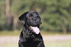 Labrador Retriever Portrait