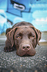 brown Labrador Retriever