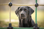 Labrador Retriever portrait