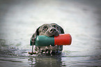 swimming Labrador Retriever