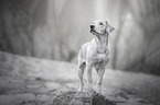 standing Labrador Retriever