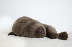 lying Labrador Retriever Puppy