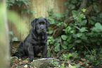 sitting Labrador Retriever