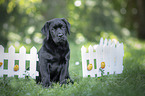 sitting Labrador Retriever