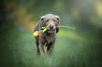 walking Labrador Retriever