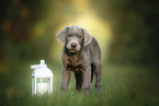 standing Labrador Retriever Puppy