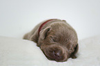 lying Labrador Retriever Puppy