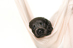 lying Labrador Retriever Puppy