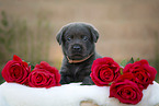 lying Labrador Retriever Puppy