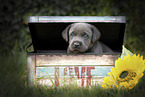 Labrador Retriever Puppy in a box