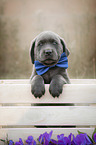 Labrador Retriever Puppy in a box