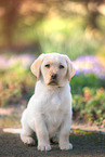 Labrador Retriever Puppy