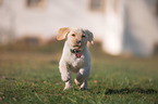 Labrador Retriever Puppy