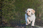 Labrador Retriever Puppy