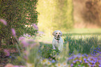 Labrador Retriever Puppy